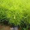 地膚基地，地膚價格，地膚供應