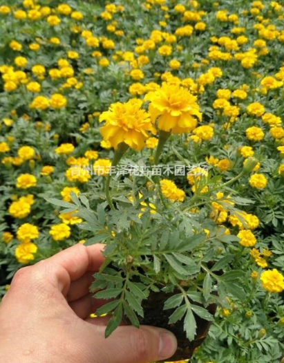 山東孔雀草基地，孔雀草價格