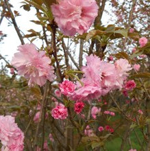 櫻花