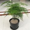 文竹 綠植 盆景 四季常青文竹盆栽植物室內(nèi)客廳辦公桌面花卉