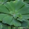 水生植物 水芙蓉 水葫蘆凈化水質(zhì) 美化水體池塘造景 自繁能力強(qiáng)
