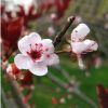 櫻花