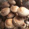 長短菌齡香菇菌種椴木袋料香菇栽培種高產優質三級種大型基地定制