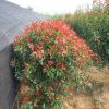 苗圃直銷紅葉石楠球 四季常青綠化工程苗木 彩色塊植物樹苗