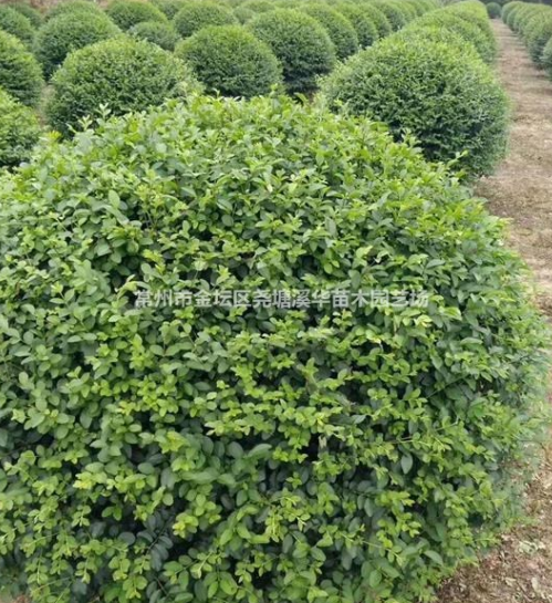 常州夏溪苗圃基地精品球類【結香球】【茶梅球】【無刺構骨球】