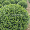 常州夏溪苗圃基地精品球類【結香球】【茶梅球】【無刺構骨球】