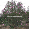 【紅花木槿】【叢生紫荊】江蘇常州產地種植，基地*新報價