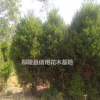 河南儈相，刺柏，塔柏