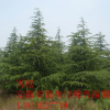 安徽雪松供應(yīng) 滁州雪松供應(yīng)