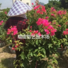 供應漳州三角梅
