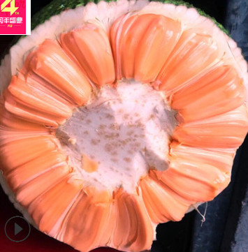 苗圃包郵直銷熱帶水果馬來西亞五號紅肉菠蘿蜜嫁接苗 海南木菠蘿