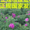 供應平陰四季玫瑰苗 優質四季大小玫瑰苗 盆栽花卉優質玫瑰苗批發