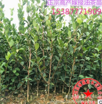 油茶苗長(zhǎng)林高產(chǎn)嫁接油茶樹苗山茶油樹苗50-80公分大苗
