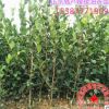 油茶苗長林高產嫁接油茶樹苗山茶油樹苗50-80公分大苗
