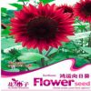 向日葵種子花仙子四季種植陽臺盆栽奇趣花卉鴻運向日葵種子熱銷