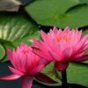 水生睡蓮花魚缸庭院池塘濕地景觀帶芽睡蓮根塊根莖