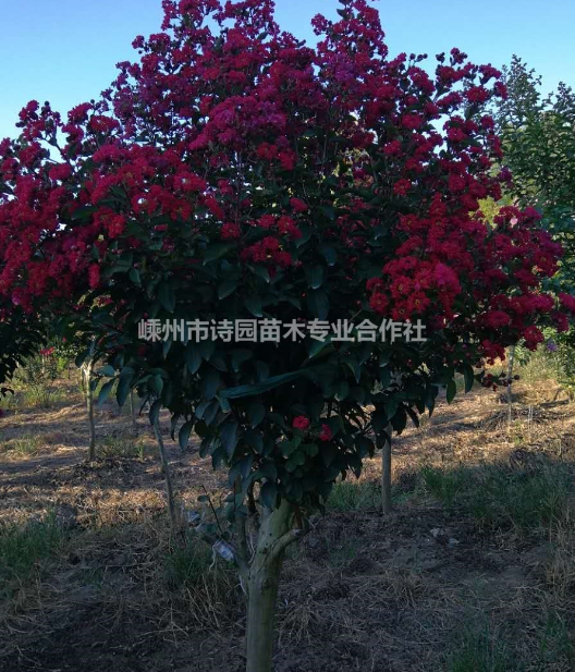 速生紫薇5000棵