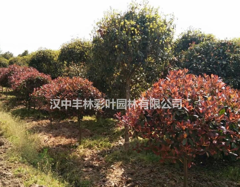 供應(yīng)低分枝紅葉石楠價(jià)格 陜西漢中豐林彩葉園林