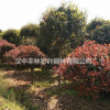 供應低分枝紅葉石楠價格 陜西漢中豐林彩葉園林