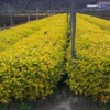 青州金葉蕕，山東金葉蕕種植基地