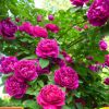 18元5棵5年薔薇花苗當年開花多花盆栽地栽庭院陽臺爬藤玫瑰月季