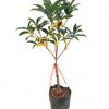 流蘇嫁接桂花盆栽植物桂花樹苗金桂八月桂花沉香桂四季桂四季常青
