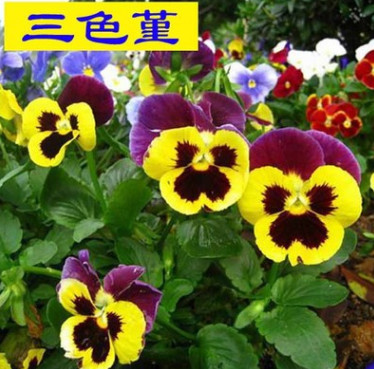 三色堇種子 景觀花海盆栽陽(yáng)臺(tái)花卉種子 蝴蝶花種子 毛臉花種子