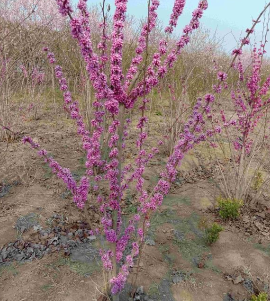叢生紫荊