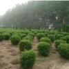 龍柏球