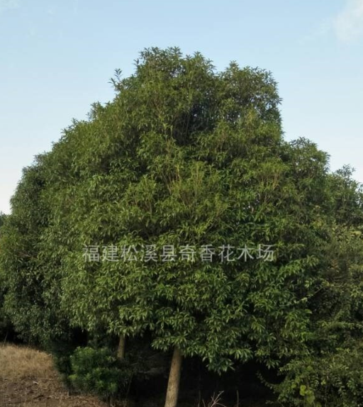 精品八月桂