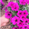 山東青州苗圃批發銷售草花垂吊牽牛 品種純正 花色艷麗 綠化專供