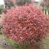 基地直銷紅葉石楠球 工程綠化籬笆彩色小苗 紅葉石楠球批發