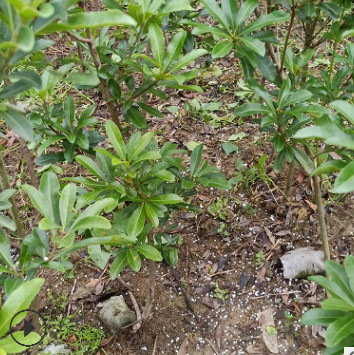 江西東魁黑炭楊梅樹苗楊梅苗嫁接苗 兩年苗成活率高 量大從優(yōu)批發(fā)