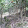 高桿紅葉石楠
