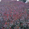美國(guó)紅葉紫薇 又名天鵝絨紫薇