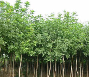 樸樹