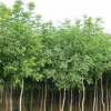 樸樹