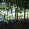 香樟等綠化苗木