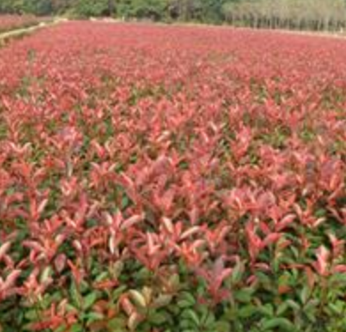 河南石楠種植基地,石楠大量低價供應