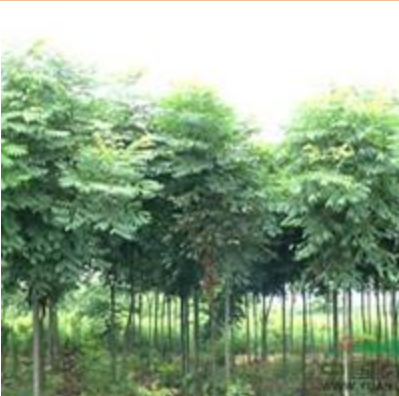河南欒樹大量低價供應,欒樹規格齊全價格優惠