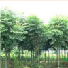 河南欒樹大量低價供應,欒樹規格齊全價格優惠