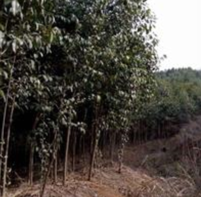 河南女貞規格齊全,女貞價格優惠