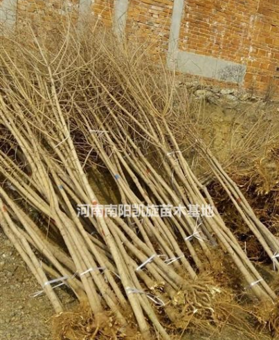 河南五角楓種植基地,五角楓規格齊全