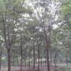 無患子 合歡 重陽木 紫薇供應(yīng)/無患子 合歡 重陽木 紫薇圖片