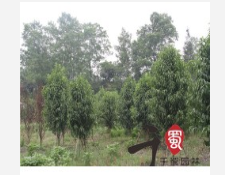 照手桃