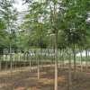 供應(yīng)各種工程苗椿樹 苗 基地直銷 優(yōu)質(zhì) 臭椿規(guī)格齊全