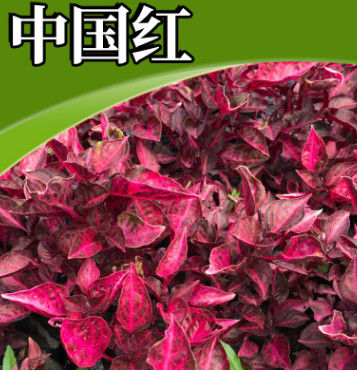 家庭園藝觀花綠化護坡苗木 綠化觀賞花卉 時令花卉中國紅批發