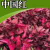家庭園藝觀花綠化護(hù)坡苗木 綠化觀賞花卉 時(shí)令花卉中國(guó)紅批發(fā)