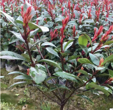 產地直供工程綠化苗 16杯紅葉石楠小苗 庭院種植石楠球 紅葉石楠