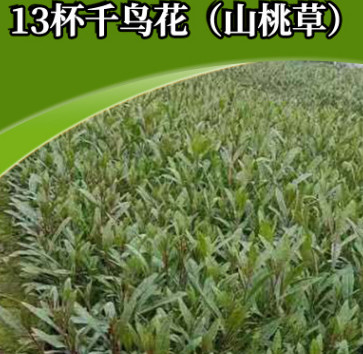 花海宿根花卉 苗圃直銷千鳥花山桃花小苗 花海綠化宿根花卉批發